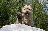 CAIRN TERRIER 446